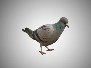 pigeon low poly rigged game ready 3D Model