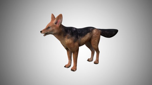 3d low poly rigged jackal Model 3D .c4d .max .obj .3ds .fbx .stl .blend
