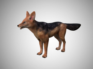 3d low poly rigged jackal 3D Model