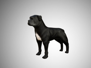 low poly rigged pitbull Modelo 3D