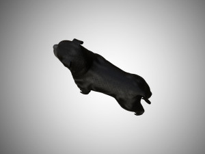 low poly rigged pitbull 3D Model