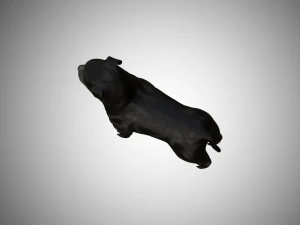 low poly rigged pitbull 3D Model
