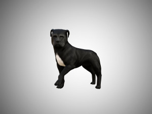 low poly rigged pitbull 3D Model