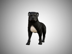 low poly rigged pitbull 3D Model