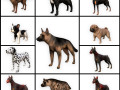dog low poly rigged collection 3D Модель