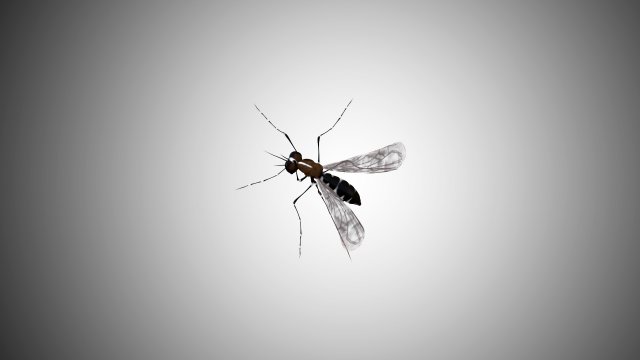 low poly rigged mosquito 3Dモデル .c4d .max .obj .3ds .fbx .stl .blend 