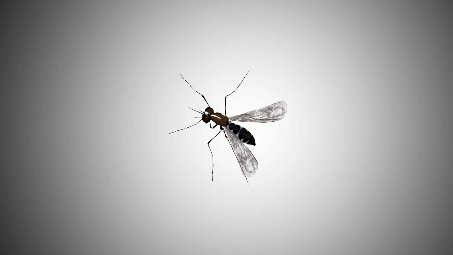 low poly rigged mosquito 3D Model .c4d .max .obj .3ds .fbx .stl .blend