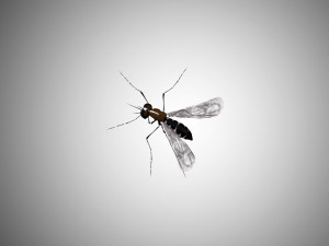 low poly rigged mosquito 3D Model