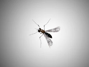 Low-Poly-M&uuml;cke 3D Modell