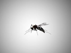 low poly rigged mosquito 3Dモデル