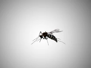 low poly rigged mosquito 3D Model