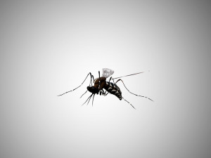 low poly rigged mosquito 3Dモデル