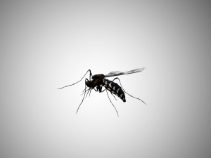 low poly rigged mosquito 3Dモデル