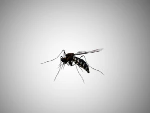 low poly rigged mosquito 3D Model