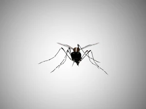 low poly rigged mosquito 3D Model