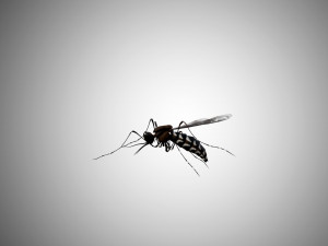 low poly rigged mosquito 3Dモデル