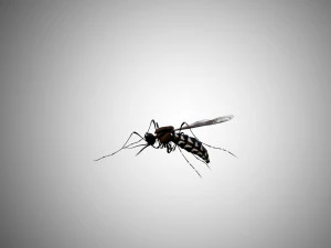 low poly rigged mosquito 3D Model