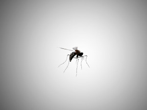 low poly rigged mosquito 3Dモデル