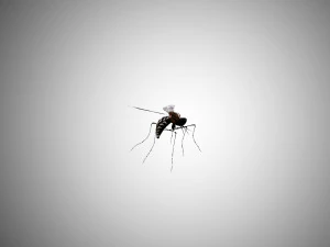 low poly rigged mosquito 3D Model