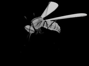 low poly rigged mosquito 3D Model