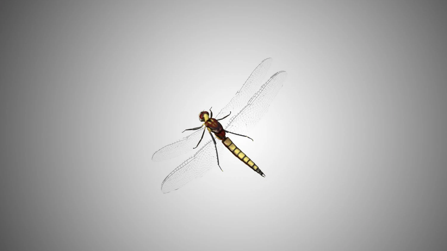dragon fly low poly rigged 3D Model .c4d .max .obj .3ds .fbx .stl .blend 