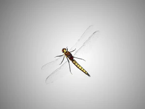 libellule low poly truqu&eacute;e Modèle 3D