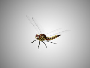 dragon fly low poly rigged 3D Model