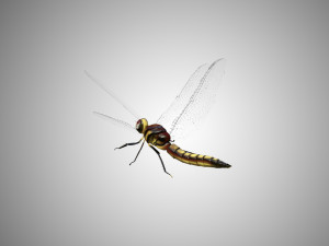 dragon fly low poly rigged 3D Model