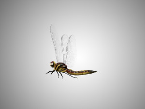 dragon fly low poly rigged 3D Model