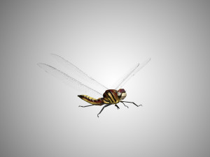 dragon fly low poly rigged 3D Model