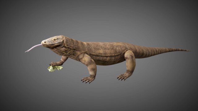 3d rigged low poly komodo dragon model 3D 模型 .c4d .max .obj .3ds .fbx .stl .blend 