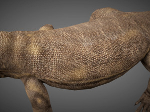 3d rigged low poly komodo dragon model 3D 模型