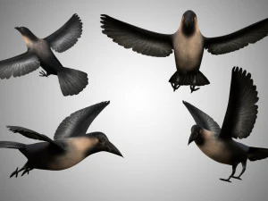 crow rigged low poly 3D Model