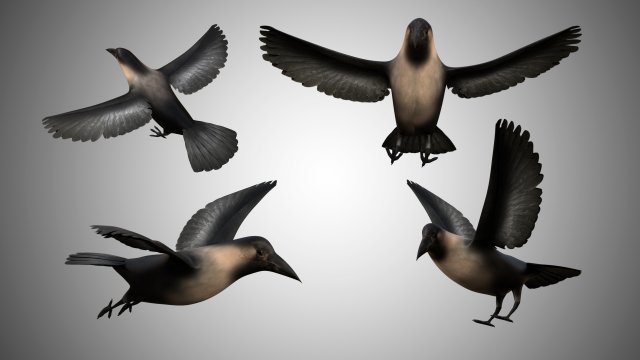 crow rigged low poly 3D Model .c4d .max .obj .3ds .fbx .stl .blend 