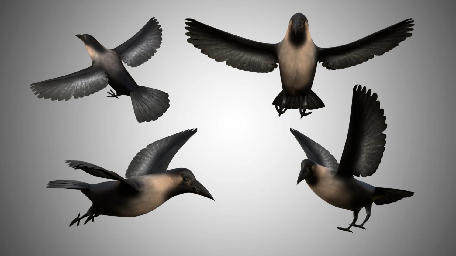 crow rigged low poly 3D Model .c4d .max .obj .3ds .fbx .stl .blend