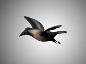 crow rigged low poly 3D Model
