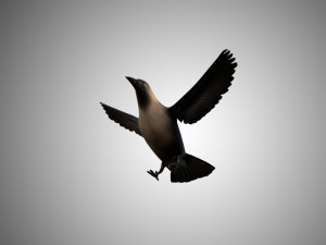 crow rigged low poly 3D Model