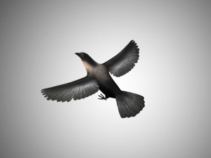 crow rigged low poly 3D Model