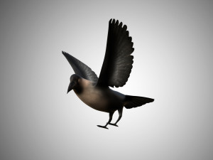 crow rigged low poly 3D Model