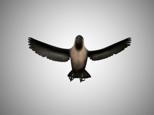 crow rigged low poly 3D Model