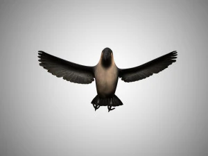 crow rigged low poly 3D Model