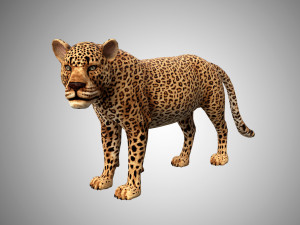 3d rigged low poly leopard model 3D Model