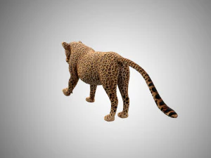3d rigged low poly leopard model 3D Model