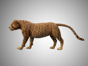 3d rigged low poly leopard model 3D 모델