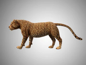 3d rigged low poly leopard model 3D Model