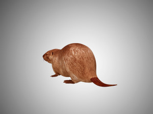 realistic high detailed low poly beaver 3Dモデル