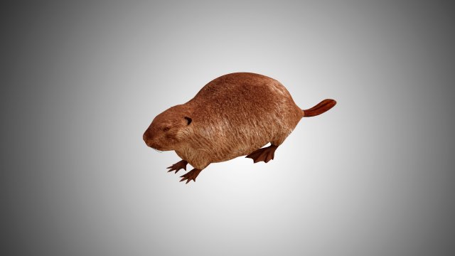realistic high detailed low poly beaver 3Dモデル .c4d .max .obj .3ds .fbx .stl .blend 