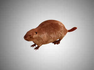 realistic high detailed low poly beaver 3D Model