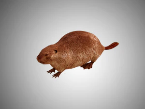 realistischer, hochdetaillierter Low-Poly-Biber 3D Modell