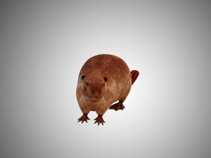 realistic high detailed low poly beaver 3Dモデル